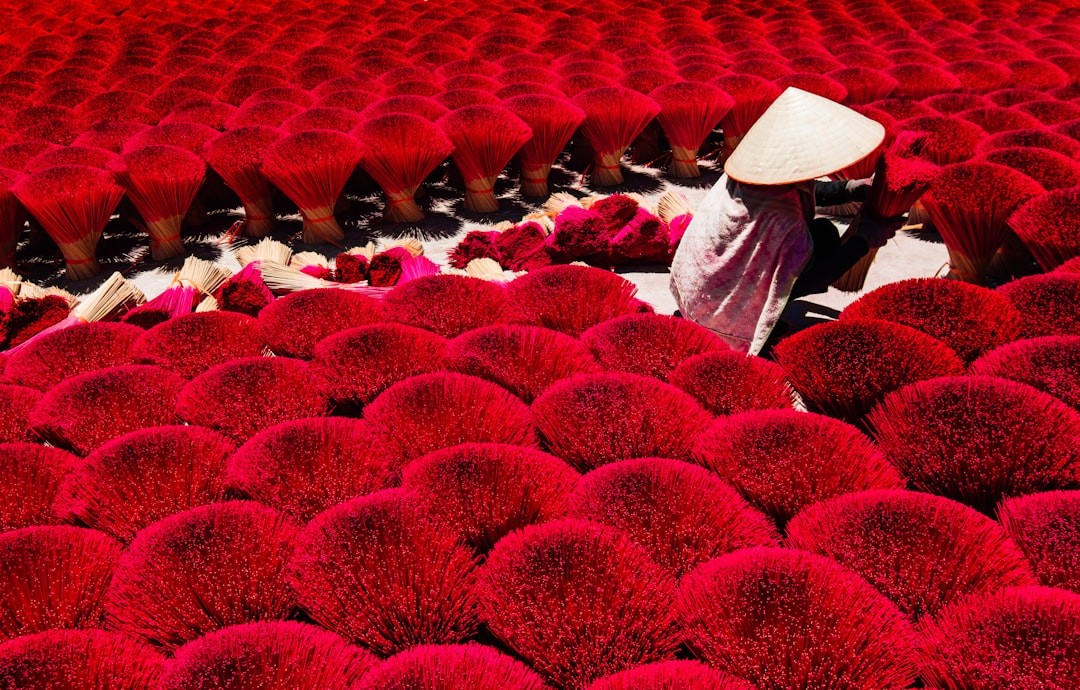 A large field of red and white flowers